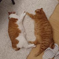 あずきなママ 会員画像