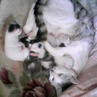 高知の楓 会員画像