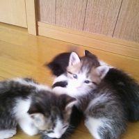 ひよちゃんさん