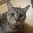猫丸社長