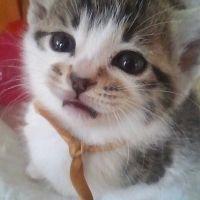 にくきゅう♪ 会員画像