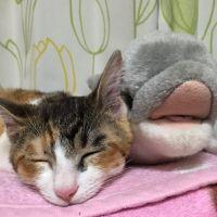 くにこ 会員画像