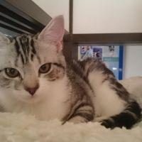 ルナパパ。 会員画像