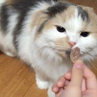 ぱやし 会員画像