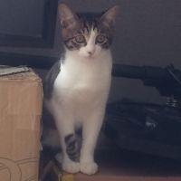 アラン猫 会員画像