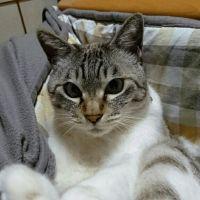 ねこねこらさん