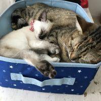 もここっち 会員画像
