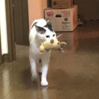 しろぴー 会員画像