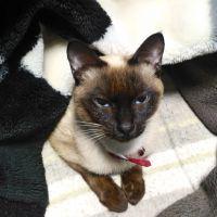 marcycat 会員画像