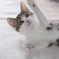 こむすめ 会員画像