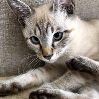 ニャン太朗 会員画像