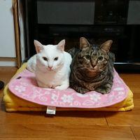 朝羽 会員画像
