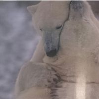 世界中の猫 会員画像