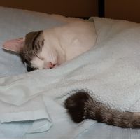 寝子猫 会員画像