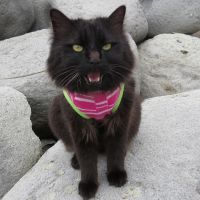 猫とジジと 会員画像
