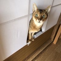 めいのすけさん