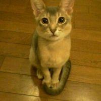 くるっぴ 会員画像