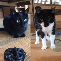 ソプソプ 会員画像