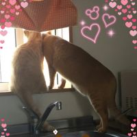 にゃん&そら 会員画像