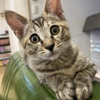 にゃんころのすけ 会員画像