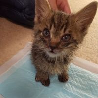 ねこねこ大好きよっちゃん