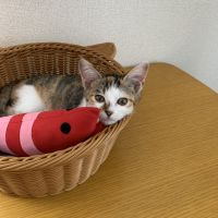 メンタンピン 会員画像