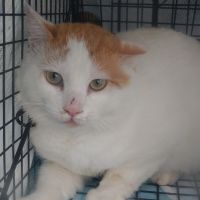 こんたごーごーさん