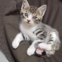 さやえんど 会員画像