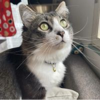 にゃんもらけ 会員画像