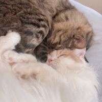 きならさん
