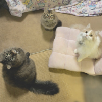 きならさん