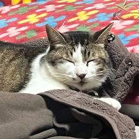 もかてん 会員画像