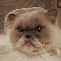 にゃ左衛門さん