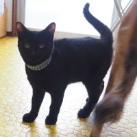 おまがりねこたろうさん