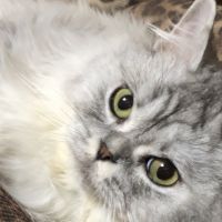 スッパイファミリーさん