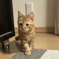 よぼるさん