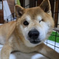 マッツミケルセンさん