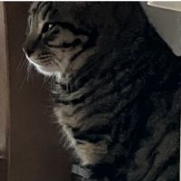 ぽけぽけさん
