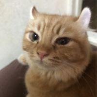 らんく 会員画像