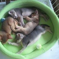 プレマ 会員画像