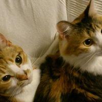 とらさび 会員画像