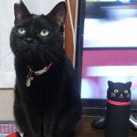 ぴーちゃんM 会員画像