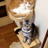 こてつばき 会員画像