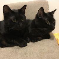 しるびー 会員画像