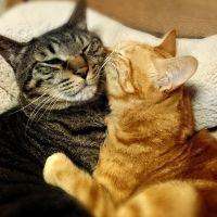 りんたまめぐ 会員画像