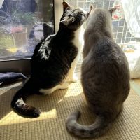 花ここあさん