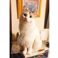 かぼ2 会員画像