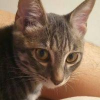おかだ猫 会員画像