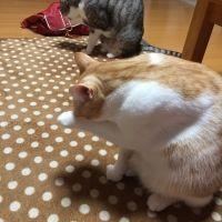 るーた 会員画像
