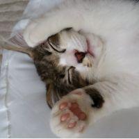 ねこねこ家族 会員画像